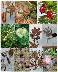 Image result for Fabaceae subfamily Caesalpinioideae