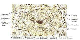 Osteon Compact Bone Human Anatomy Drawing Human Anatomy Human Bones