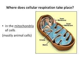 I wondered where it took place too. Cellular Respiration Biology Mrs Harper 10 20 Ppt Download