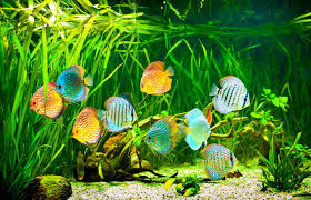 Care Guide For Discus Fish – Splashy Fish