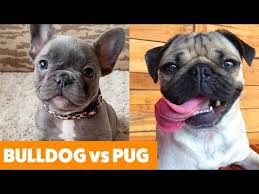 Hopefully, by now you managed to find the necessary answers to many of the questions. Cute Dog Pogo Portal