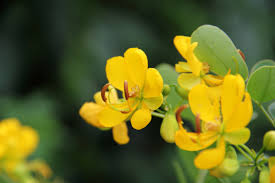 Image result for Cassia angolensis