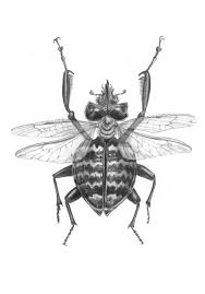 Black And White Insect Photos Insect Hybrids Black White Illustrations Entimology Black And White Illustration Illustration Insects