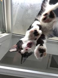 Picture Of My Cat Oreo From Under A Glass Shelf She Likes To Sit On Aww Cats On Glass Tables Cat Sitting Cat Photo