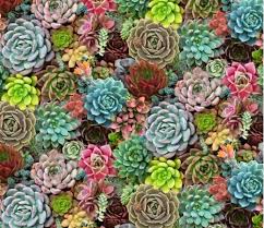 Although by definition all cacti are succulents, they are often referred to separately since they are distinct in many ways. Cotton Fabric Nature Fabric Succulent Charm Succulents Sedum Desert Plants 4my3boyz Fabric