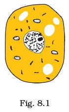 Plant cell for class 8. Class 8 Important Questions For Science Cell Structure And Functions Aglasem Schools