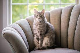 200 Elegant Cat Names For Sophisticated Felines Lovetoknow