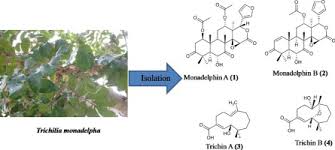 Image result for Trichilia capitata