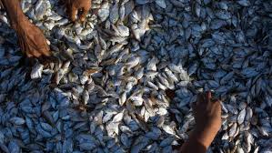 Integrated farming integrated with cage farming hatcheries, processing plants and utilizing 2. New Fish Farming Tech With Smart Use Of Water Aims To Double Agriculture Incomes