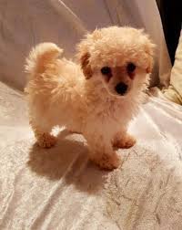 Maybe you would like to learn more about one of these? Toy Poodle Puppies For Sale Austin Tx 255711 Petzlover
