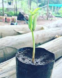 Image result for Ficus ottoniifolia