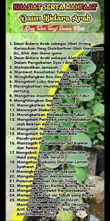 Tanaman daun bidara ternyata memiliki banyak khasiat diantaranya dapat mengobati diabetes. Manfaat Daun Bidara Toko Bibit Bidara Arab Facebook