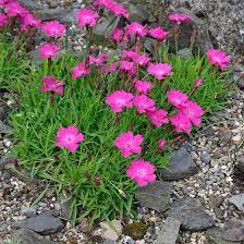 Kahori Pink Dianthus Pink Perennials Wildflower Garden Landscaping With Rocks
