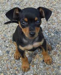 The miniature pinscher chihuahua mix, or chipin dog, is a cross between a purebred miniature pincher and a purebred chihuahua. Doberman Chihuahua Mix Puppies Pets Lovers