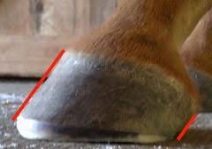 Trimming Hooves For Heel Height And Vertical Toe Hooves Horse Riding Tips Hoof Care