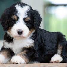 We did not find results for: Kandi S Sweet Bernedoodle Puppies Adams St
