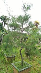 Menanam pohon cemara ternyata memiliki banyak manfaat. Cara Membentuk Liukan Gerak Batang Cemara Udang Untuk Bonsai Taman Cantik