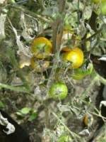 This fungus usually strikes after plants set fruit. Why Is My Tomato Plant Turning Black Is It Dead Greenupside