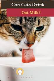 Cats love coconut, there's no denying that. Can Cats Drink Oat Milk Answers You Should Not Ignore Kitty Cats Blog Cat Drinking Cats Milk For Cats