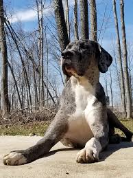 We did not find results for: Jlg Great Danes Great Dane Puppies In Wakarusa In