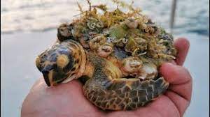 Removing Barnacles From Sea Turtles, The Worst Barnacles Cases | Removing Barnacles From Sea Turtles, The Worst Barnacles Cases | By Le StreghetteFacebook