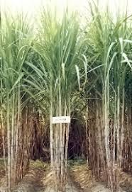 Check spelling or type a new query. Indian Institute Of Sugarcane Research Lucknow