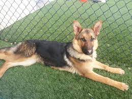 Dogs and puppies cats and kittens horses rabbits birds snakes. Adopt Elsa On Petfinder German Shepherd Rescue Dog Breeder German Shepherd Dogs