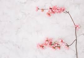 Pink Cherry Blossom Over The Marble Textured Background Cherry Blossom Background Cherry Blossom Textured Background