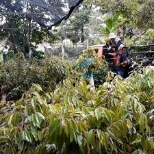 Kertas kerja projek tanaman kontan. Wow Bibit Durian Bawor Banyumas Seharga Sepeda Motor Regional Liputan6 Com