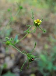 Image result for Sigesbeckia
