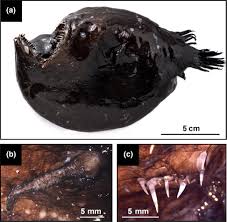 Image result for Lophiocarpaceae