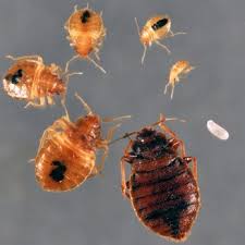 View ratings, photos, and more. The Bug Busters Llc Pest Control 223 Monroe Ave Monroe Ny Phone Number