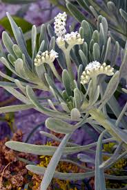 Image result for Eulophia hereroensis