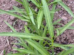 Image result for Ipomoea aquatica