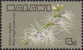 Image result for Holothrix longiflora