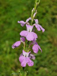 Image result for Striga hermonthica