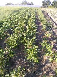 Les pommes de terre permettent de faire une multitude de recettes, vapeur, sautées, frites, au four ou encore en gratin. Combien De Patates Ariege Agro Ecologie
