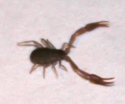 Luckily, they molt and regrow lost legs in a matter of weeks, and live to fight another day. Pseudoscorpion What S That Bug