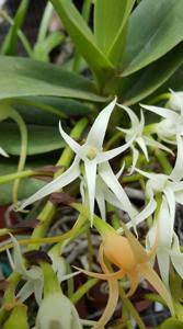 Image result for Cyrtorchis ringens