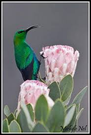 Garden Small Birds Of South Africa Pin On South Africa