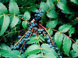 It is an evergreen shrub growing to 1 m (3 ft) tall by 1.5 m (5 ft) wide, with pinnate leaves consisting of spiny leaflets, and dense clusters of yellow flowers. Low Oregon Grape Mahonia Nervosa Snohomish Conservation District S Annual Plant Sale