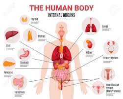 human body internal organs schema flat infographic poster with