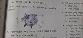 Sebenarnya, struktur sel hewan dan tumbuhan itu pada dasarnya sama. 5 Sel Tumbuhan Bentuknya Lebih Kaku Di Bandingkan Sel Hewan Karena Sel Tumbuhan Memiliki Bagian Yg Brainly Co Id