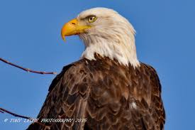 Birds Of Prey Upstate New York Pin By Tony Leone On Eagles With Images Wellesley Island Bald Eagle Animals