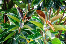 Image result for Ficus