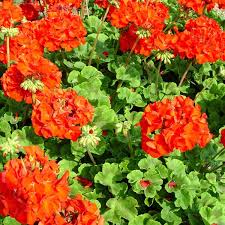 Image result for Geranium