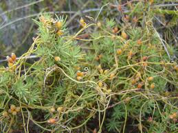 Image result for Cassytha