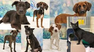 the friends of animals of metro detroit received seven pets from a struggling shelter outside of the state they are now up for cute dogs dog ages dog friends