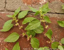 Image result for Parietaria debilis