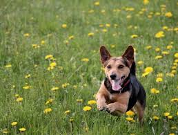 pet translator scientist developing device to convert dog barks into english language tech times excited dog dogs boy dog